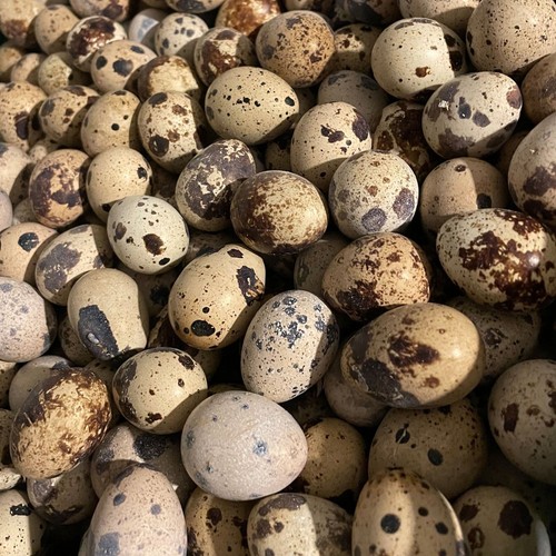 Quail eggs pack fresh - eggs,, 24-pack,