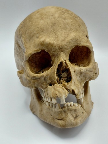 Large human skull replica - large,
