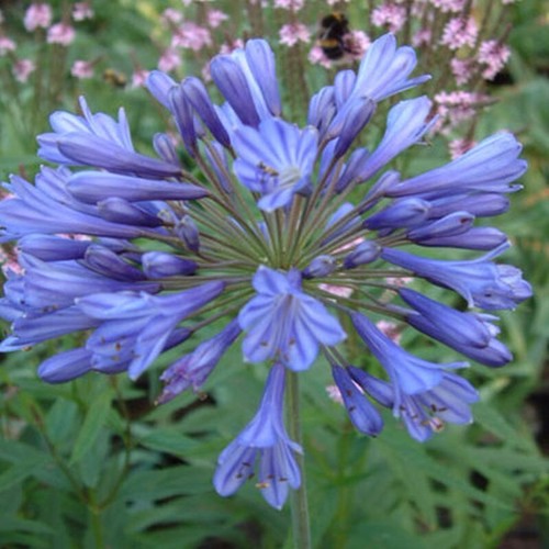 Agapanthus big blue x 9cm - 1,