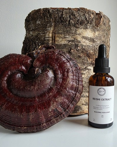 Reishi mushroom tincture - reishi,