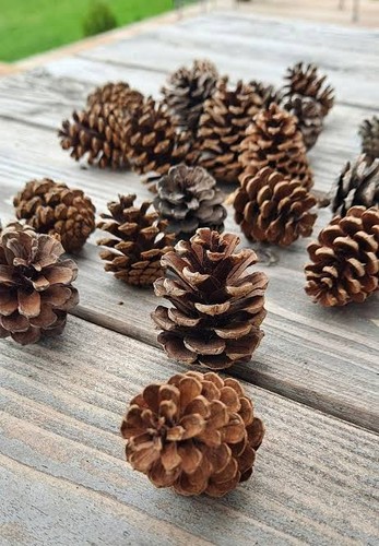 Natural dried pine cones - 50,