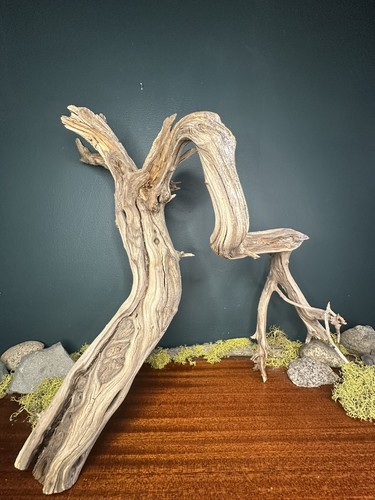 Large manzanita - large,