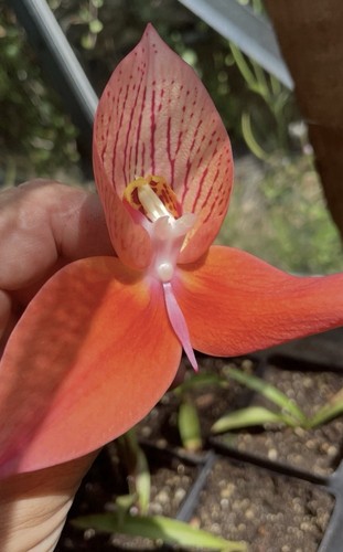 Disa orchid plant - orchid,, 8