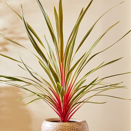 Tropical plants cordyline - tropical, plants,