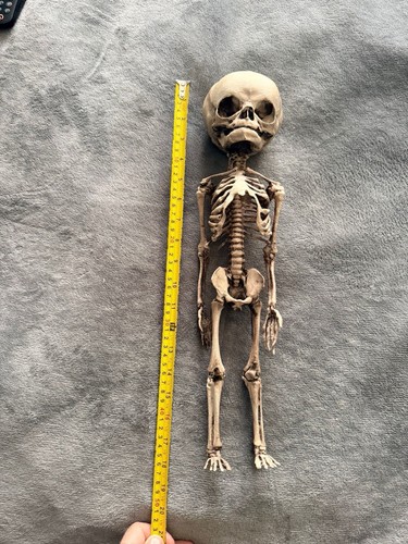Life size baby skeleton - life,