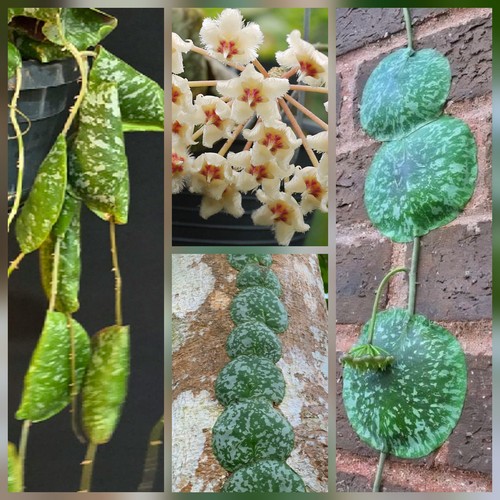 Hoya imbricata wax plant - imbricata,,