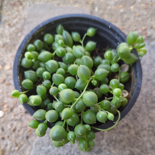 Senecio rowleyanus string of - senecio,