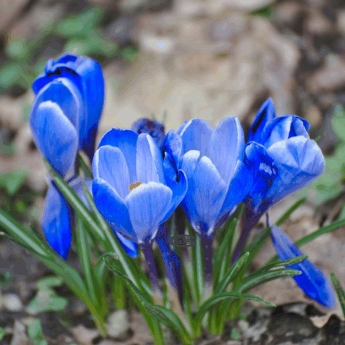 Large flowering blue crocus - large,