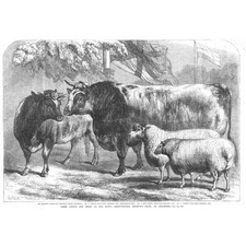 Prize Cattle and Sheep - Alexandra Heifer, Cotswold Ram - Antique Print 1868