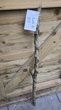 Twisted Twisty Wood Hazel