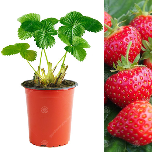 Strawberry hapil fast - strawberry, 'hapil'