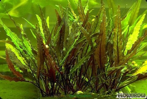 Cryptocoryne undulatus - cryptocoryne,