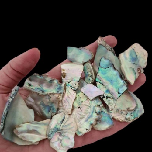 Pcs abalone shell - 15,