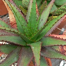 ALOE BROOMII - Rare Snake Aloe Vera -10 x Herbal Succulent Plant Seeds
