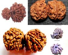 NEPALESE RUDRAKSHA RUDRAKSH GAURI SHANKAR GANESHA DOUBLE GANESH GARBH GAURI SHIV