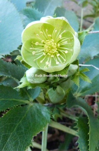 Helleborus argutifolius - 3,