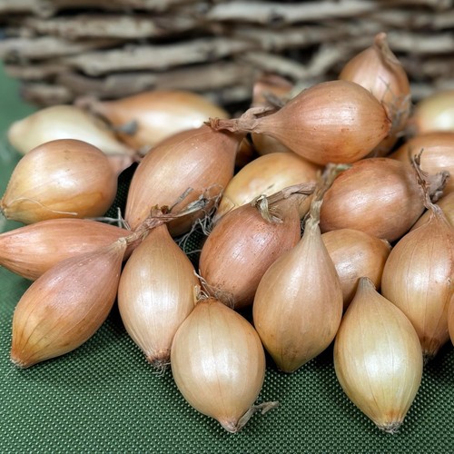 Radar over wintering - , onion