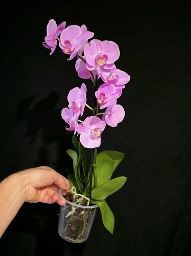 Phalaenopsis pink flower - pink.,