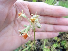 Tulbaghia leucantha x bare