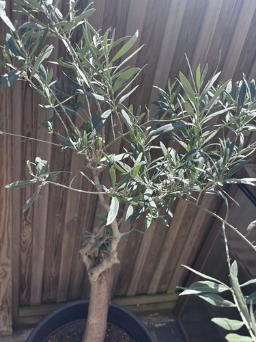 Cheap olive tree - chunky, trunk