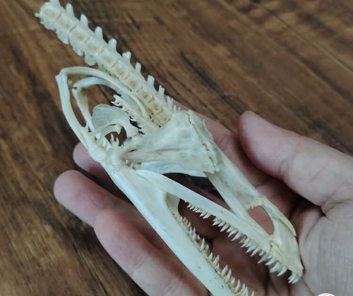 Natural muraenidae skull - natural,