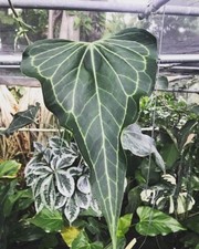 AA 1896XV Anthurium Delta Force Exotic Plants Seeds Seeds Qty 2