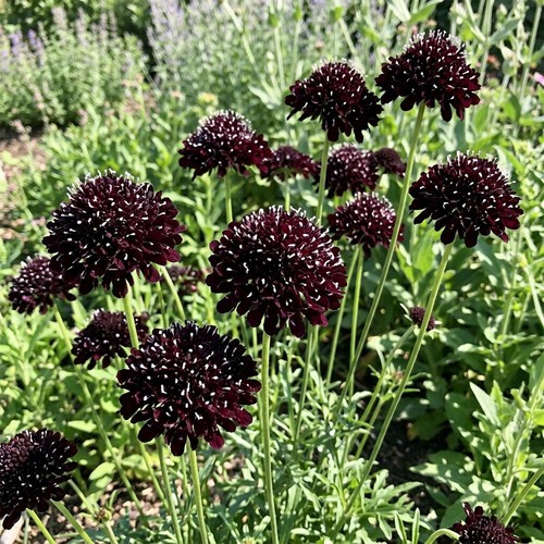 Scabiosa scoop blackberry - scoop,
