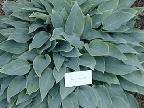 Hosta blue blush third - hosta, (