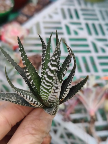 Haworthia fasciata zebra plant - haworthia,