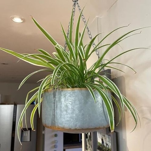Grey metal hanging plant - metal, pot