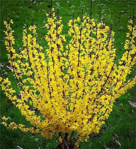 Tall forsythia bright - forsythia,