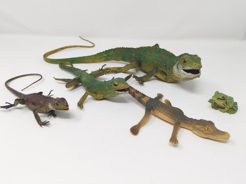 Iguana lizard frog - iguana,