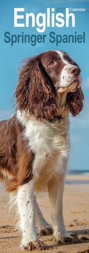 English springer spaniel slim - english,