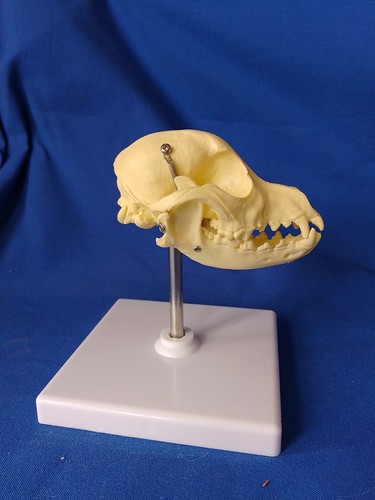 Canine dog skull model - dog,