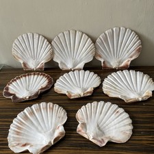 8 Scallop Shells Flat Job Lot
