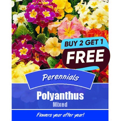 Polyanthus mixed flower - polyanthus, seeds-