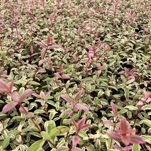 Myrtus ugni flambeau chilean - ugni, (chilean