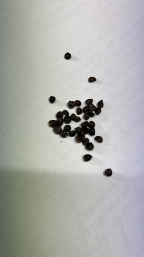 Seeds virginia creeper - 15,