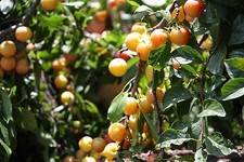 Cherry plum - Prunus cerasifera - 5+ seeds - RICH and FINE FRUIT! G 005