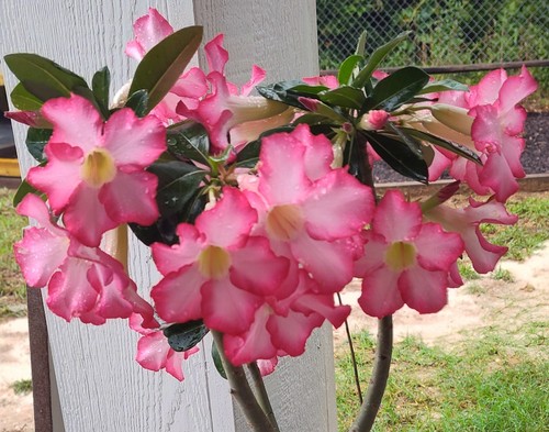 Mystery desert rose mature - mystery,