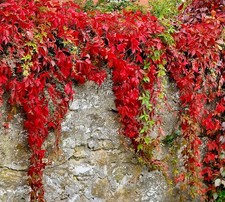 Parthenocissus quinquefolia |