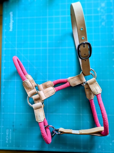 Horse halter leather and - horse,