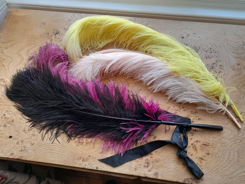 Genuine colourful ostrich - colourful,