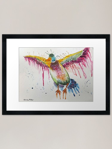 Colourful flying duck - flying, framed
