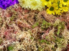Sphagnum Moss, 100% Natural