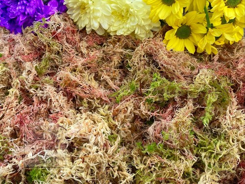 Sphagnum moss 100 natural - moss,, 100%