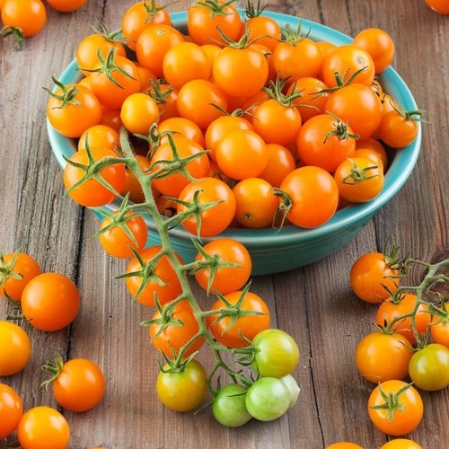 Tomato sungold plug plants - plug,