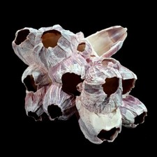 Small Real Barnacle Cluster seashells measuring 7.5cm to 10cm wide