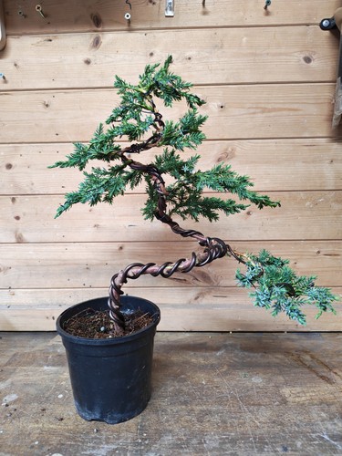 Juniper bonsai tree training - tree,