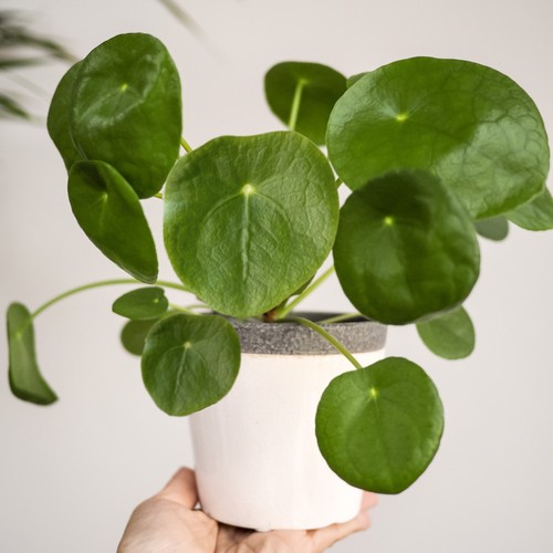 Money plant large indoor house - plant,